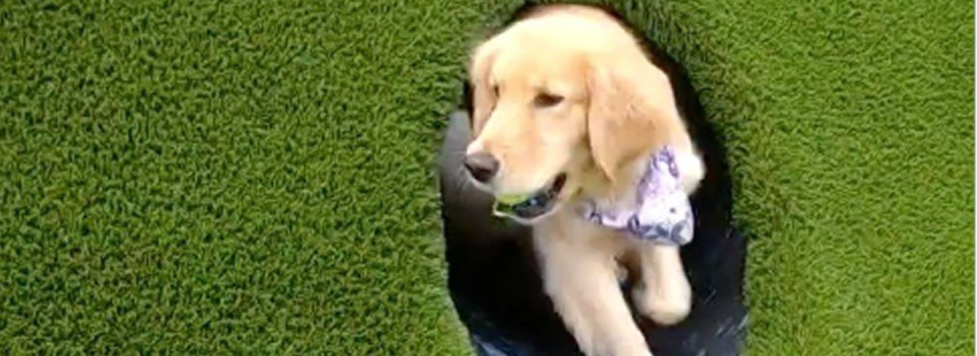 Dog Run Installation & Design in Las Vegas