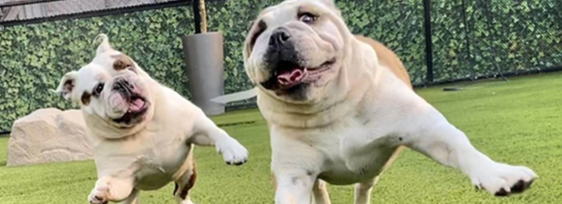 Dog Run Installation & Design in Las Vegas